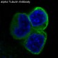 Anti-alpha Tubulin TUBA1B Rabbit Monoclonal Antibody